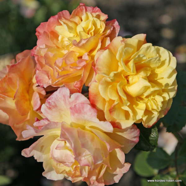 MOONLIGHT® MOONLIGHT®